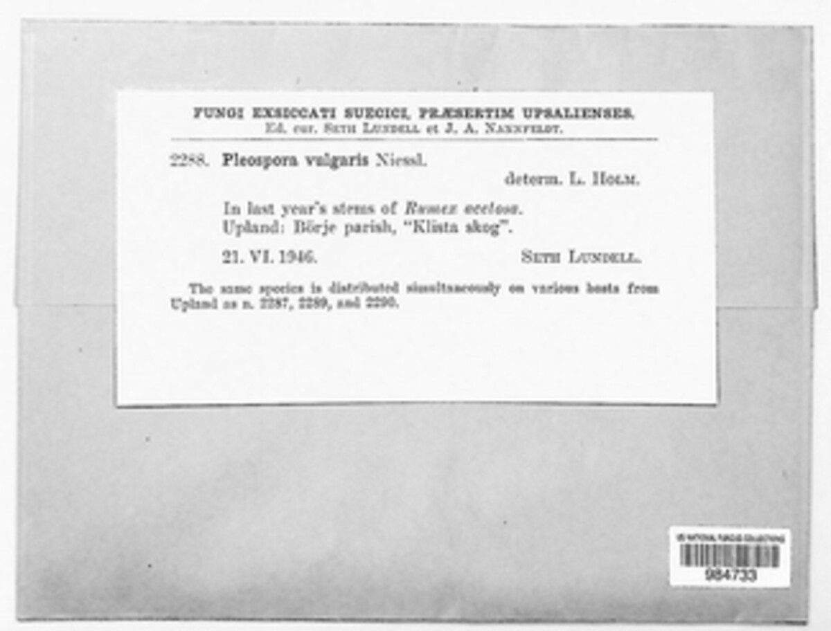 Lewia scrophulariae image